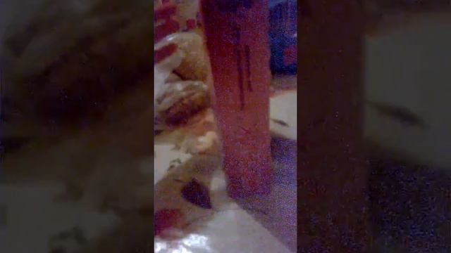 все о крысах 😍 смотреть онлайн