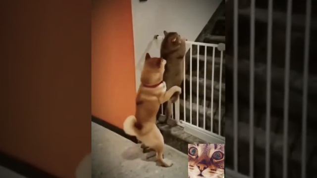 Смех.Юмор.Позитив. Братья наши меньшие .
