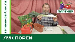 НЕОБЫЧНЫЙ ОВОЩ! ЧТО ТАКОЕ ЛУК-ПОРЕЙ И С ЧЕМ ЕГО ЕДЯТ?