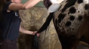 Как мыть лошадь?