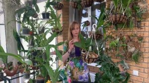 Орхидея Acineta.  Уход и содержание Асинета