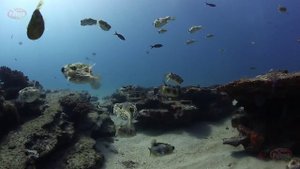 WBDR - Cabo Pulmo v2