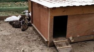 Летние выгулы для мускусных уток