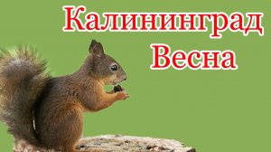 Весна. Калининград. Белка