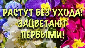 РАСТУТ БЕЗ УХОДА, ЗАЦВЕТАЮТ ПЕРВЫМИ! Неприхотливые МНОГОЛЕТНИКИ, которые ЦВЕТУТ РАННЕЙ ВЕСНОЙ