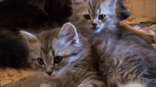О моих птицах. + Что стало с яйцом
