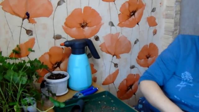 РЕЖЕМ!ОБЯЗАТЕЛЬНО РЕЖЕМ!Сформируем пеларгонию для пышного цветения ) посылка с и/м ДАЧА ФЕРМА ОГОРО смотреть онлайн