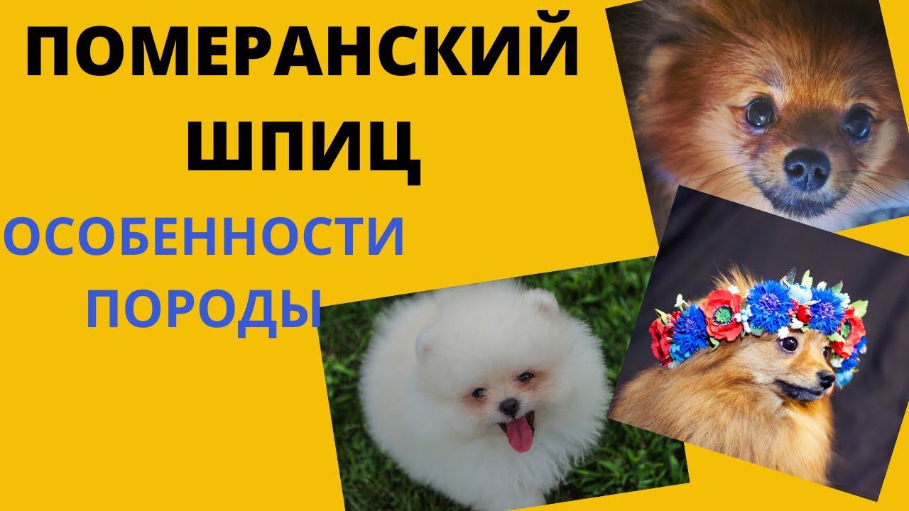 ПОМЕРАНСКИЙ ШПИЦ: ВСЕ О ПОРОДЕ.