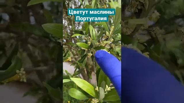 Цветут маслины в Португалии. Май, 2022 год