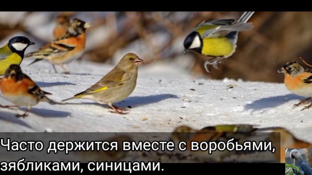 Обыкновенная зеленушка (англ. European greenfinch)
