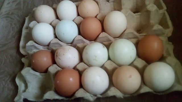 Как добиться хороших и крупных яиц у кур? смотреть онлайн