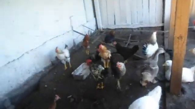 лето, жара/заготавливаю зелень на зиму/клубничное варенье/в огороде все повяло. смотреть онлайн