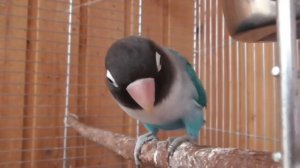 Масковые  неразлучники