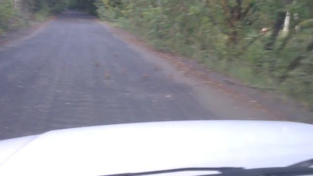 Охота, дичь рядом))) , глупые или наглые куропатки ч.2 смотреть онлайн