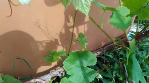 уход за виноградной лозой май 2019г