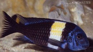 ТРОФЕУС ЗВЁЗДЧАТЫЙ(ОБЗОР)