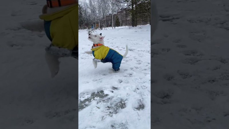 Какие они смешные