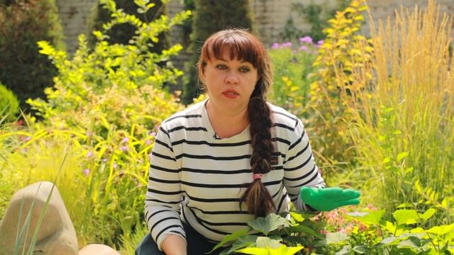 ядовитые растения в нашим саду смотреть онлайн