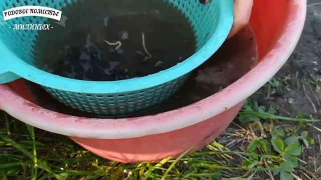 Посадка кедровой сосны ("Кедра"). 2 часть: посадка в грунт. смотреть онлайн