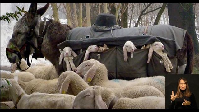 Уроки настоящей дружбы. Ослик