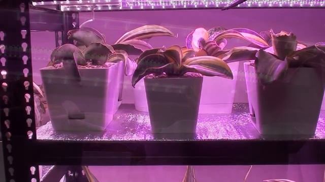 Светодиодные лампы для комнатных цветов и рассады. Бонус - небольшая подборка сансевиерий. смотреть онлайн