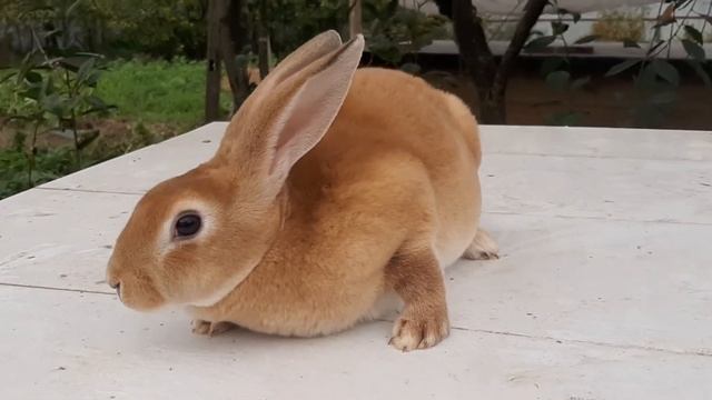 Рекс Голд смотреть онлайн