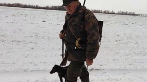 Охота на зайца и лису с гончими и норными собаками.