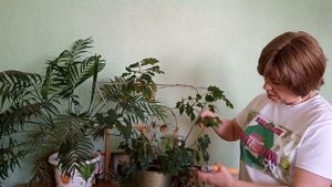 как обрезать циссус