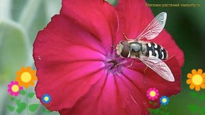 Лихнис корончатый. Краткий обзор, описание характеристик, где купить рассада lychnis coronaria