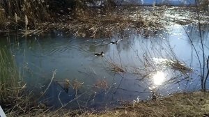 Весна наступает