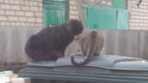 Мартовские коты разговаривают видео 2022