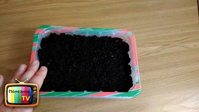 ОБАЛДЕННЫЙ БАБУШКИН СПОСОБ ПОСЕВА СЕМЯН ПЕТУНИИ БЫСТРЫЕ ВСХОДЫ смотреть онлайн