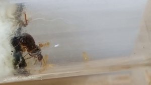 lasius flavus//жёлтый земляной муравей №1