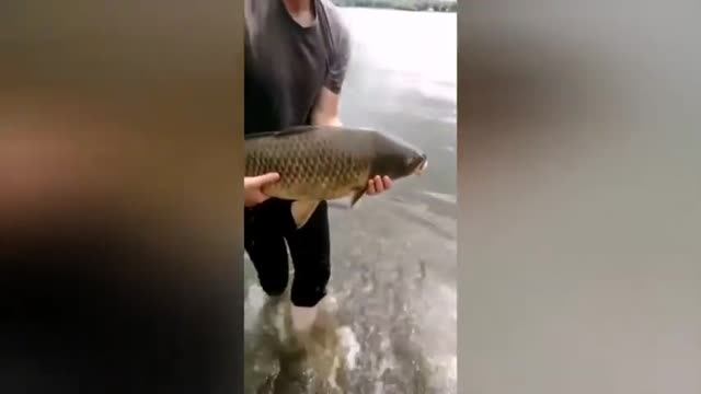 Фрагменты из летних карповых рыбалок