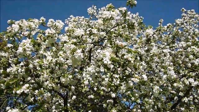 Цветущий Калининград, что и, как у нас цветет в мае, необычные цветущие деревья и кустарники смотреть онлайн