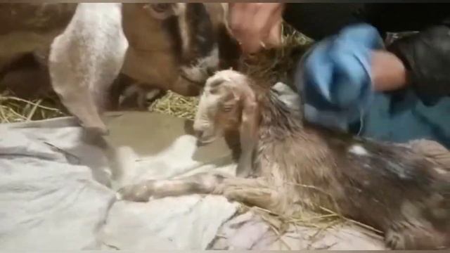 Окот у Луни???Позднее поздравление мужчин с праздником)))) смотреть онлайн