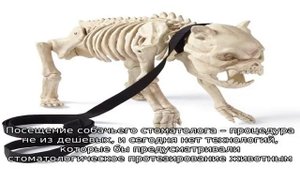 Можно ли кормить собаку костями?