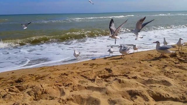 ФУТАЖ. Море, чайки.