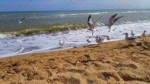 ФУТАЖ. Море, чайки.