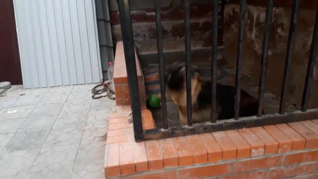 РЕКС ПЕРВАЯ ТРЕНИРОВКА НА ОХРАНУ!💪💪💪 смотреть онлайн