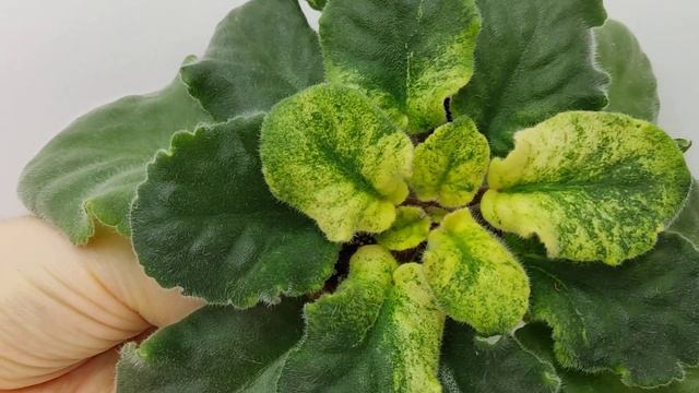 Фиалка ЕК-Модный Кутюрье спорт смотреть онлайн