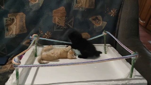 Мейвезер Пол Логан прикол / Mayweather vs Paul Logan funny смотреть онлайн