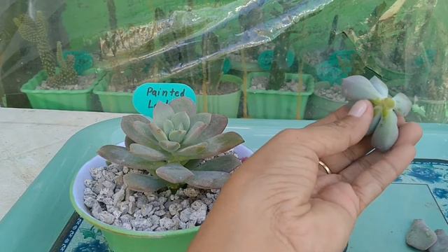 METHOD PARA MALIGTAS ANG SUCCULENT NA STEM ROT смотреть онлайн