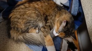 Кошачий хвост. Лечебный пост. Леша поправляется!