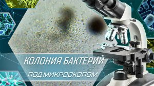 Колония бактерий под микроскопом - Капля воды из озера