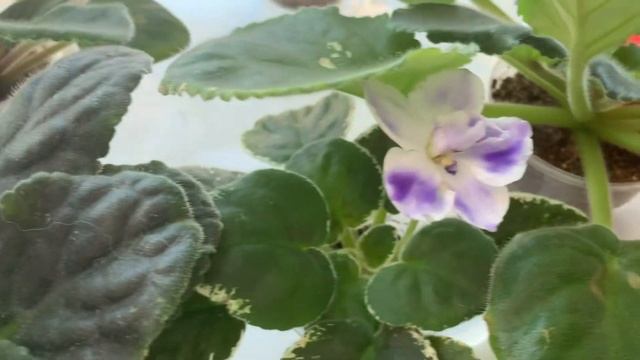 Цветение фиалок( пасынки) смотреть онлайн