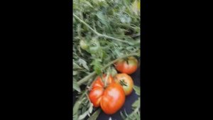Самый большой низкорослый томат