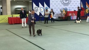 Part 1/ PCCI FCI ALLBREED DOGSHOW AUG. 17, 2019 saturday