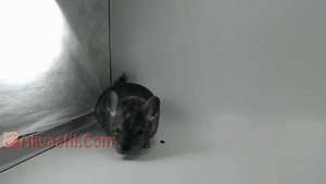 Шиншилла. Грызуны и кролики.