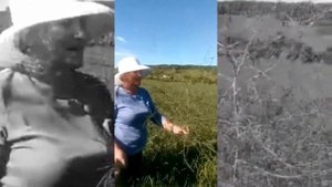 Поля Биолит  Солянка холмовая